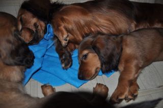 Jamnik d�ugow�osy